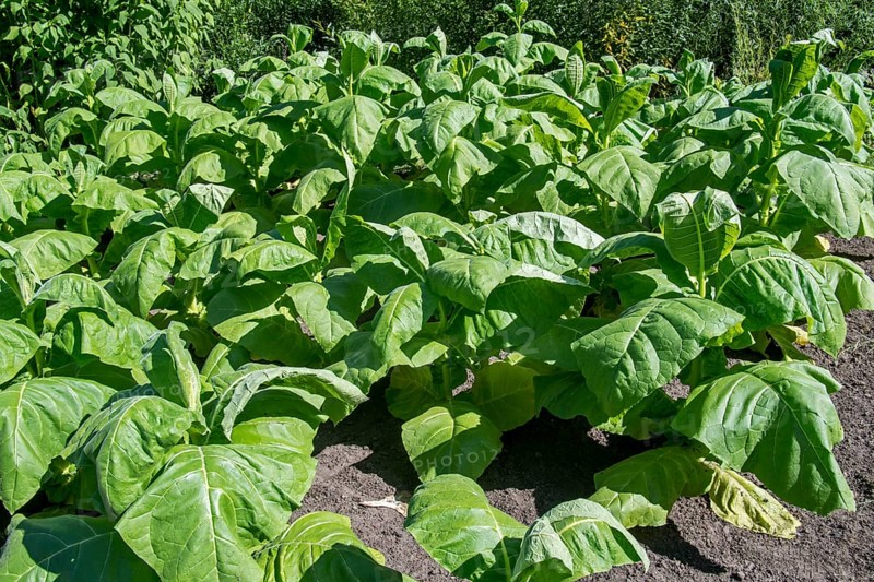 Aztec tobacco