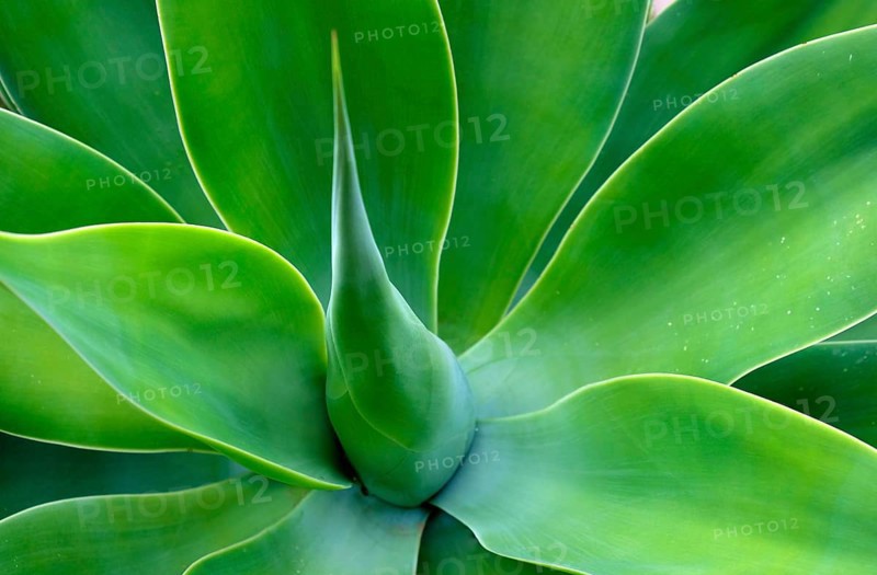 Fox Tail Agave