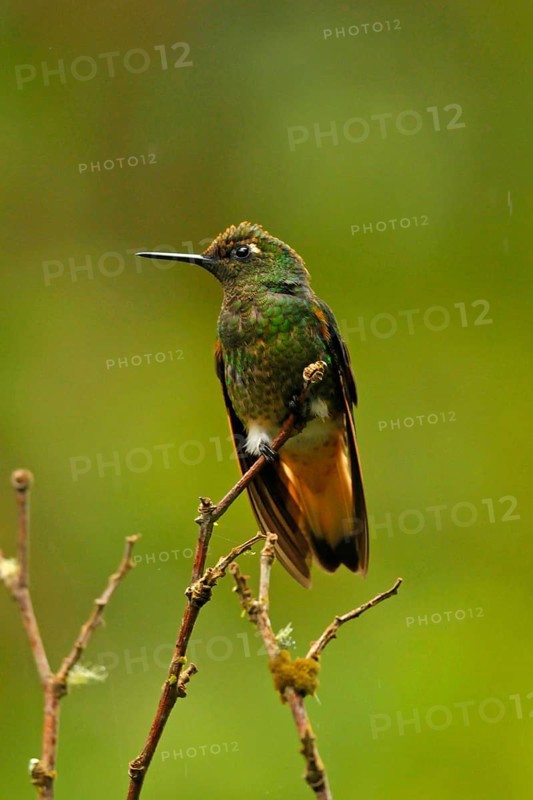 Pale-tailed Hummingbird