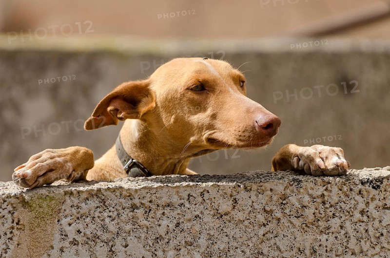 Podenco Canario