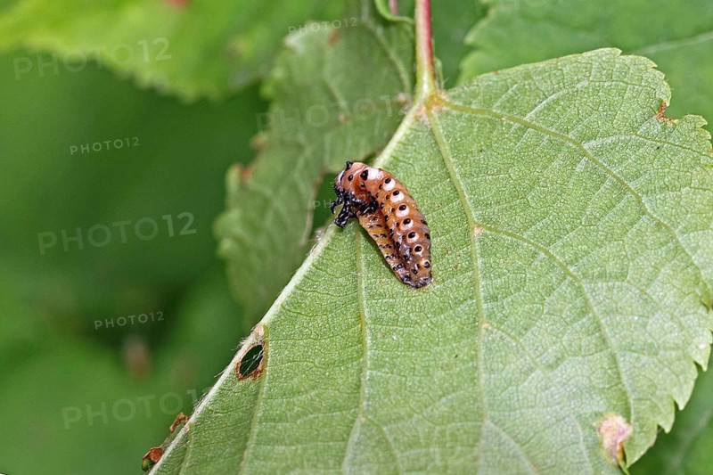Red poplar leaf beetle