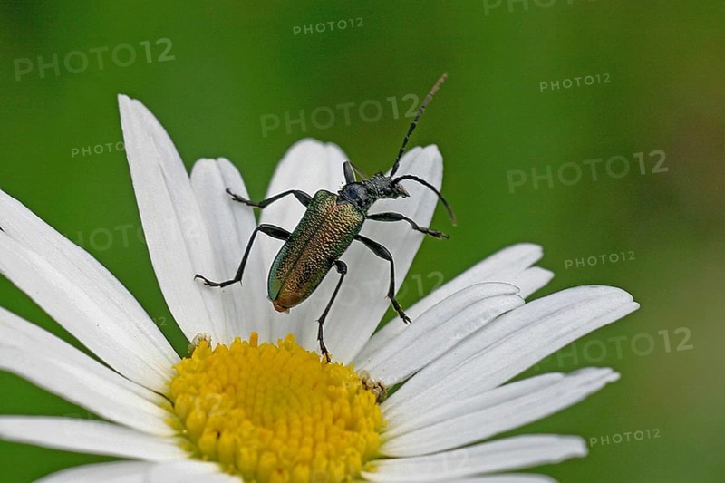 Bluebuck