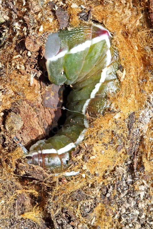 Greater fork tail