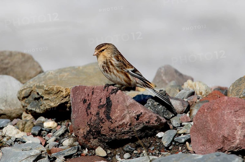 Twite