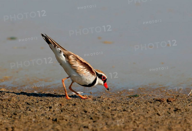Adult black-fronted dotterel