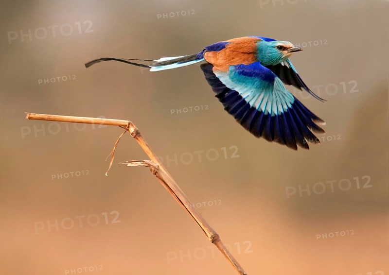 Abyssinian Roller