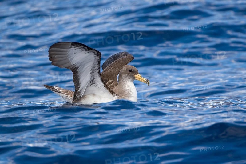 Cory's Shearwater