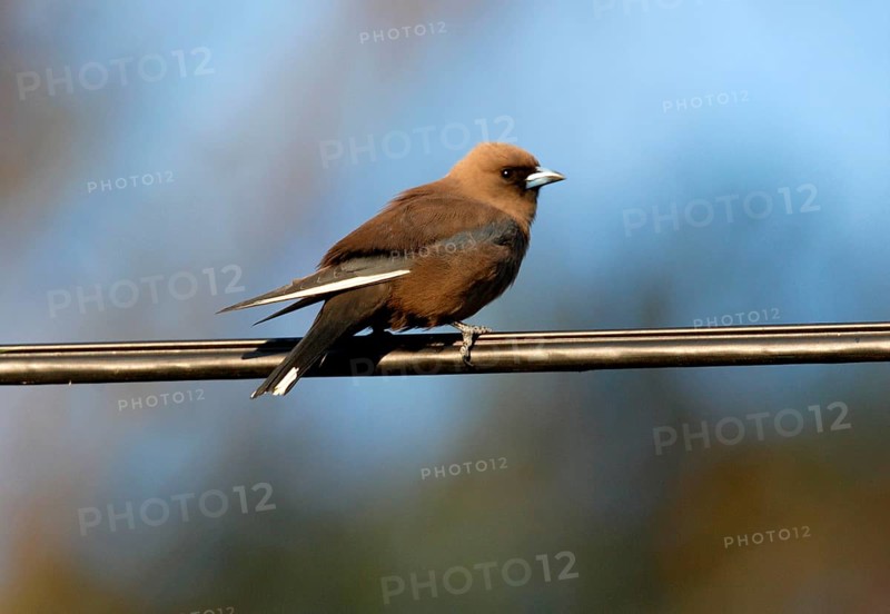 Dusky Woodswallow