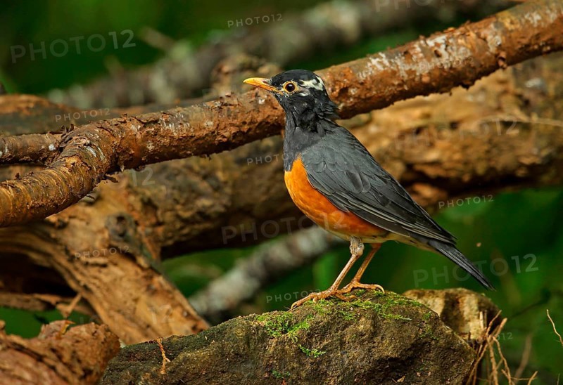 Black-breasted Thrush