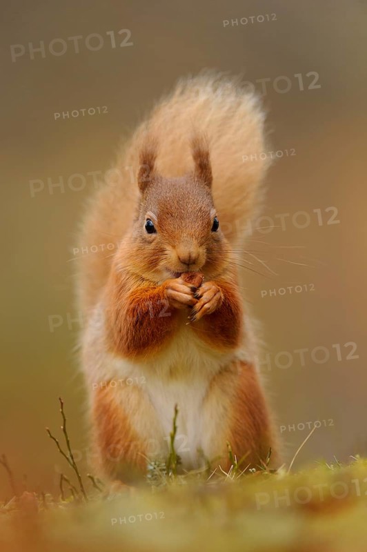Eurasian red eurasian red squirrel