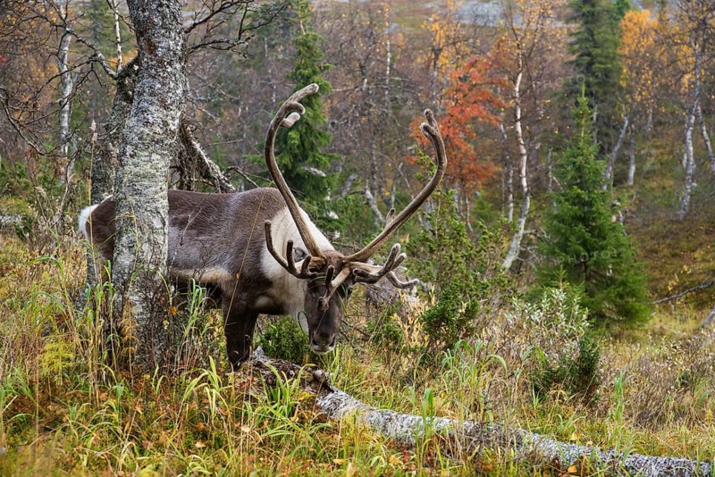 Reindeer