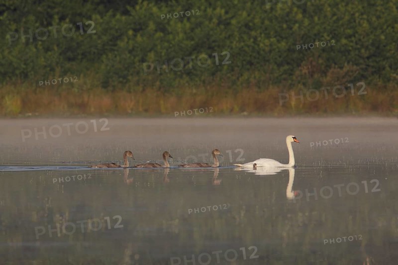 Mute Swan