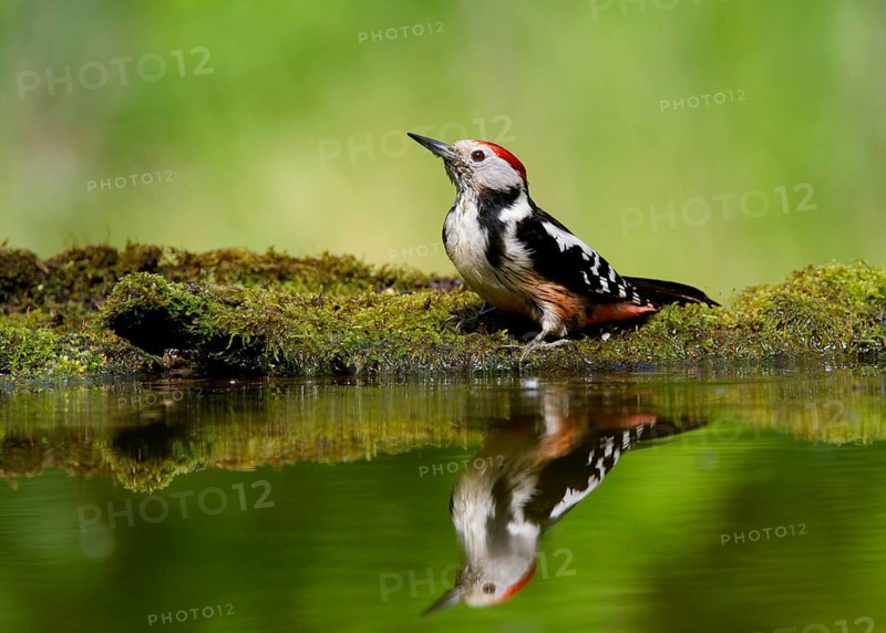 Middle Spotted Woodpecker