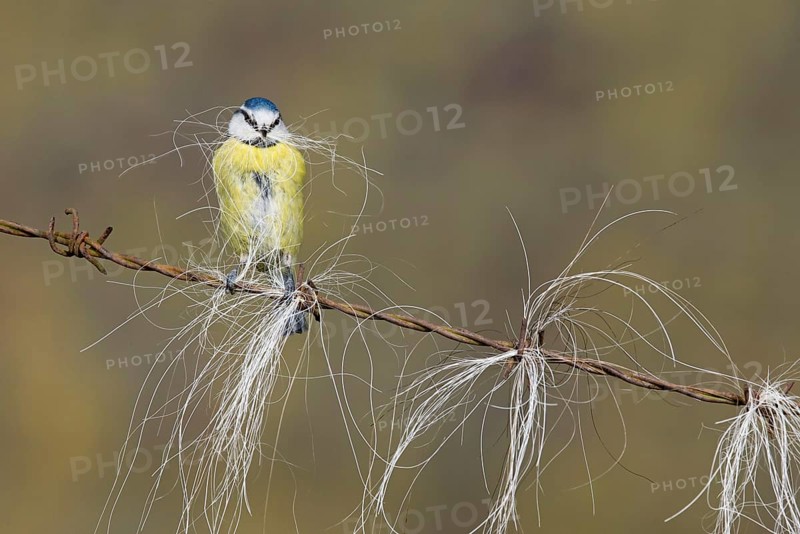 Blue Tit