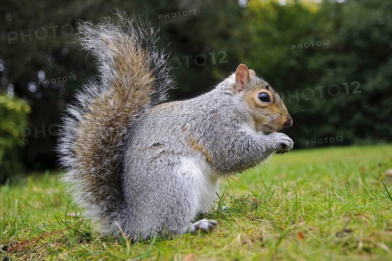 Eastern eastern gray squirrel
