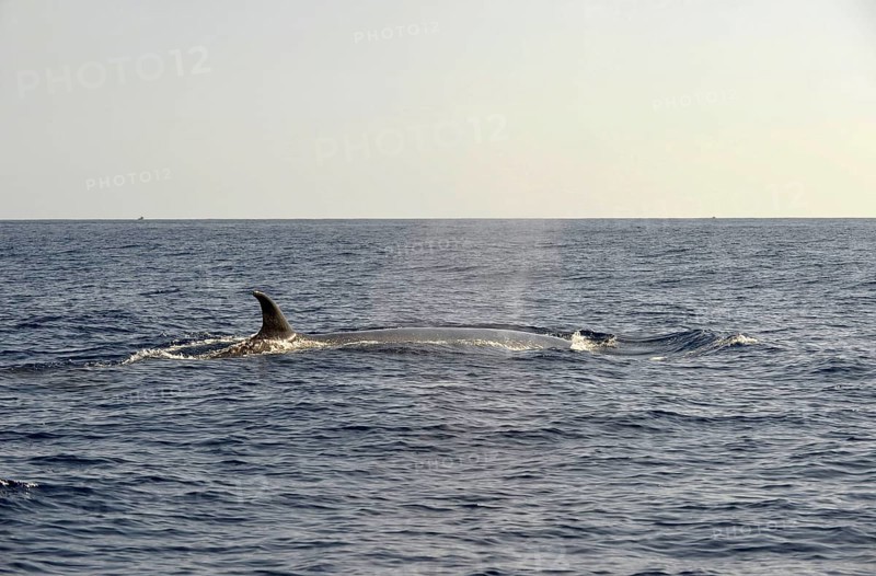 Sei Whale