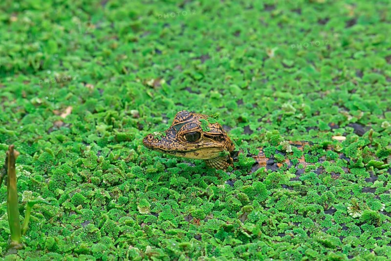 Spectacled caiman