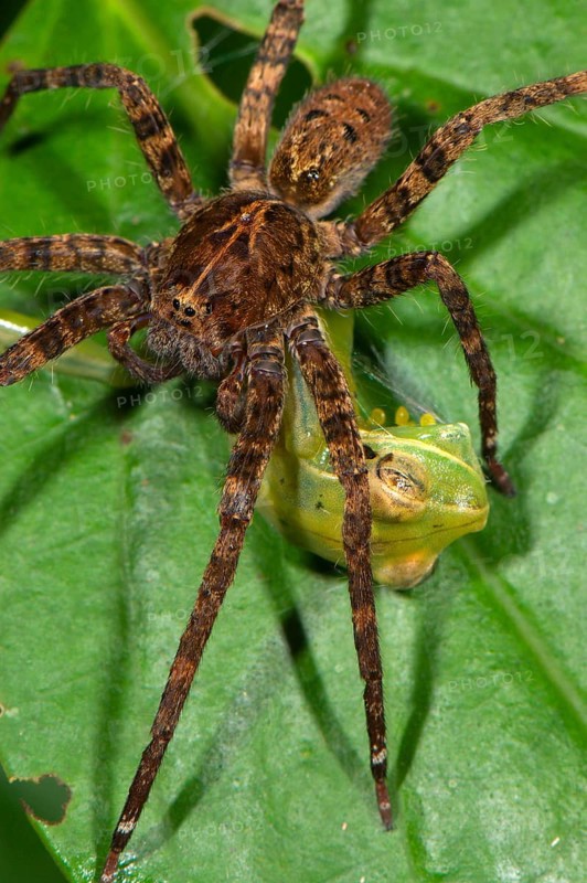Ctenidaes