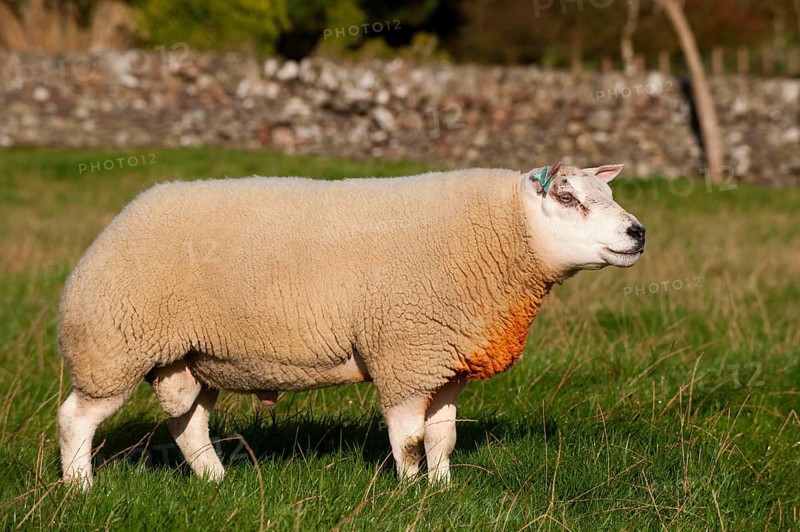Domestic sheep