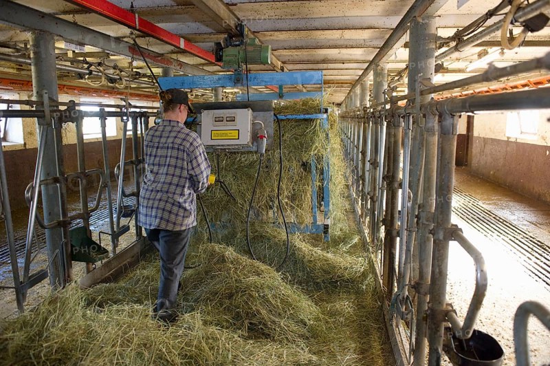 Dairy farmers spread silage in the milking parlour to feed the cows at the next milking