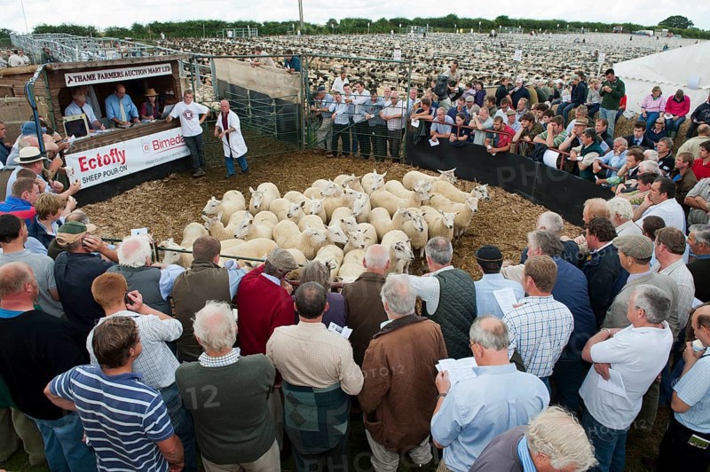 Sheep farming