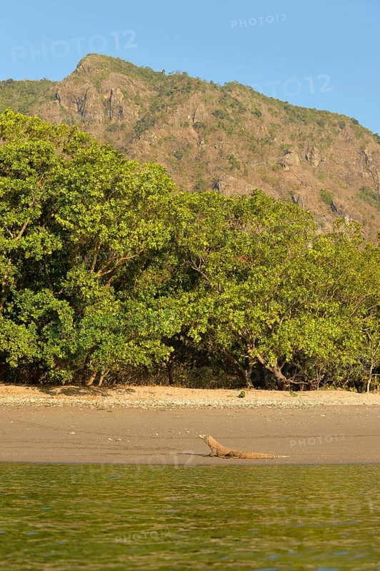 Komodo Dragon