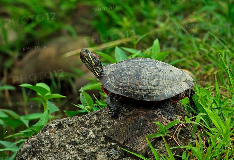 Scripta elegans