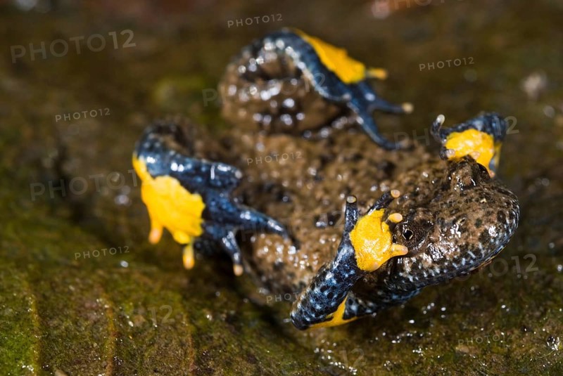 Apennine Yellow-bellied Toad