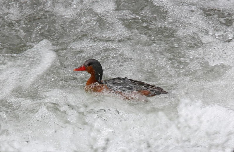 Torrent Duck