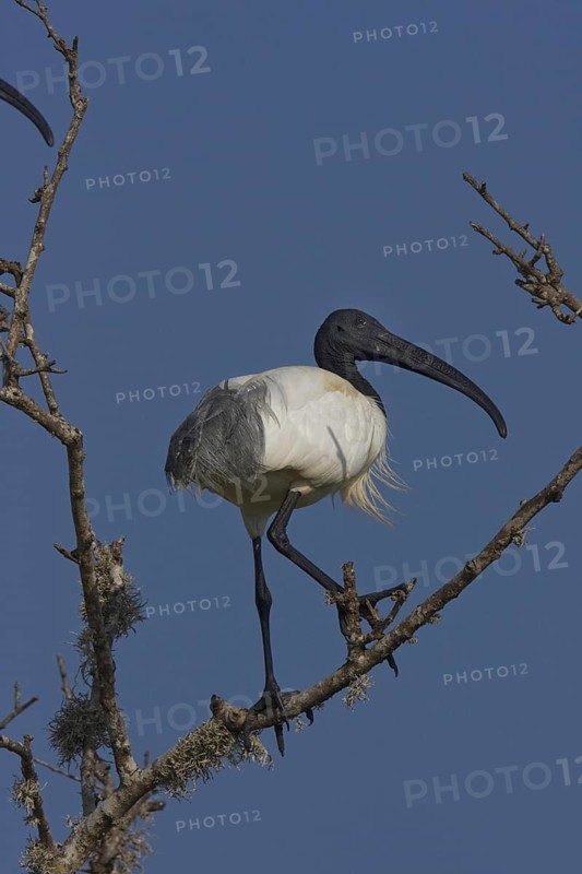 Black-headed Ibis