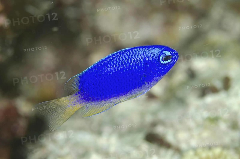 Neon Damselfish