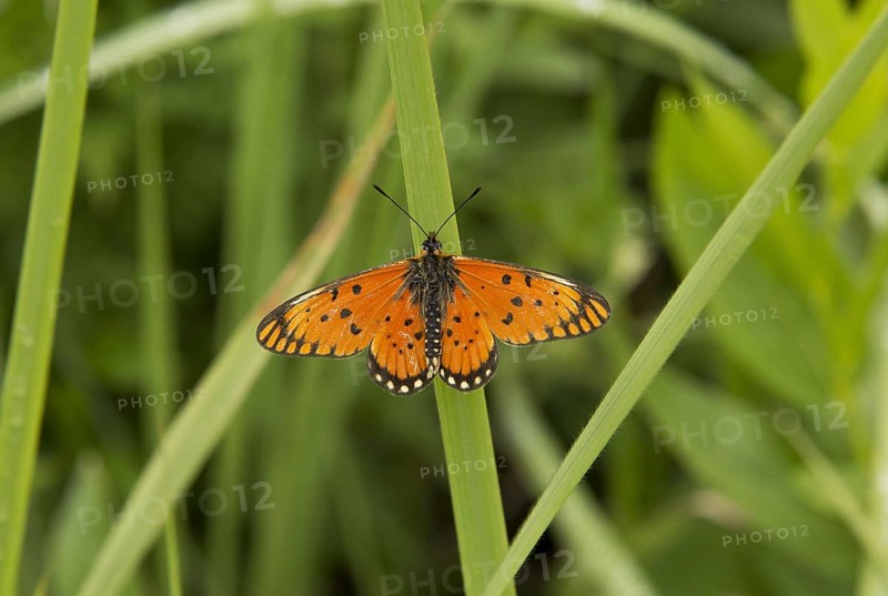 Large Orange Acraea