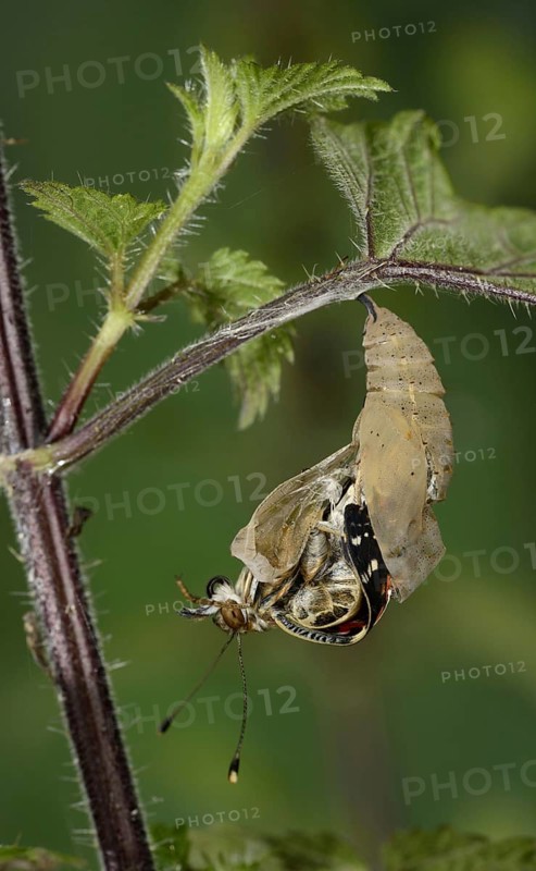 Painted painted lady