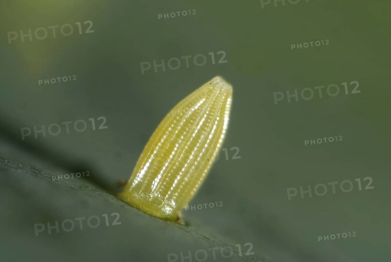 Egg of the small white
