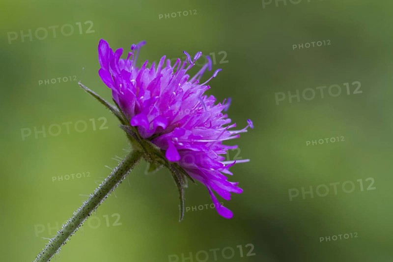 Wood cabbage
