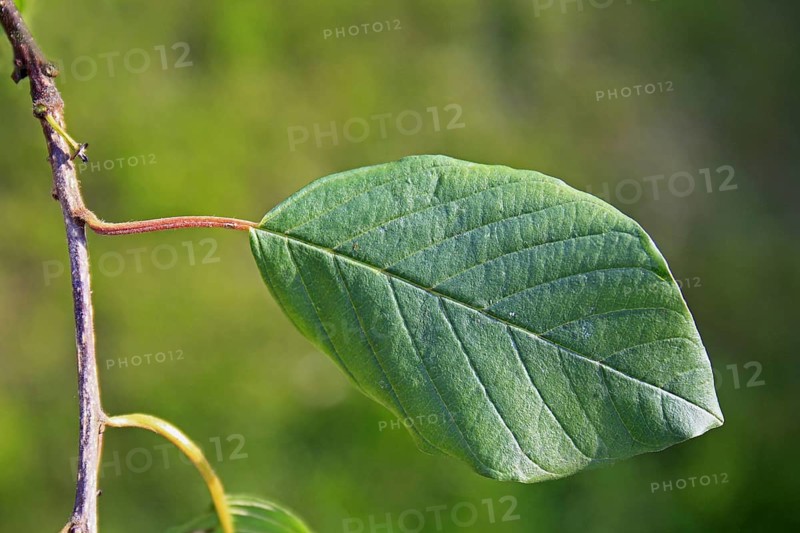 Alder buckthorn