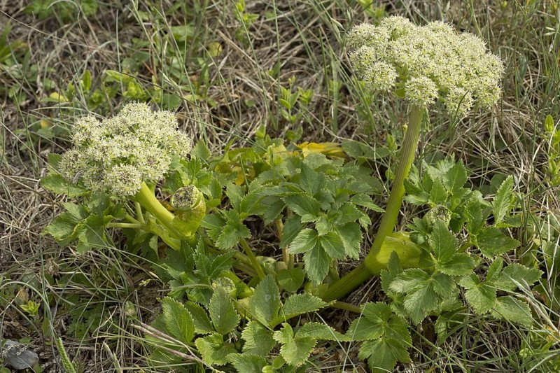 Flowering seashore angelica