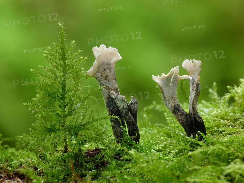 Candle-snuff Fungus