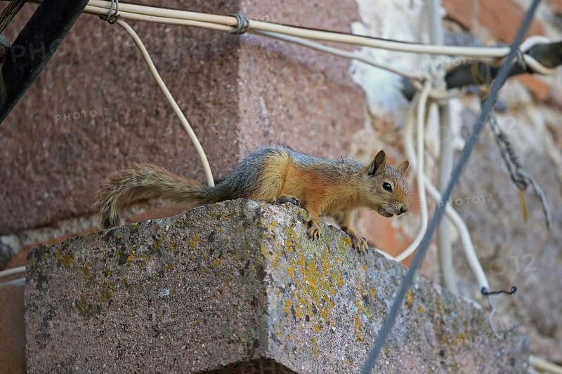 Persian Squirrel