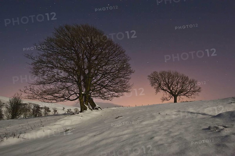 Trees and snow by moonlight at night