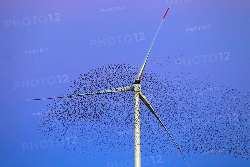 European starling