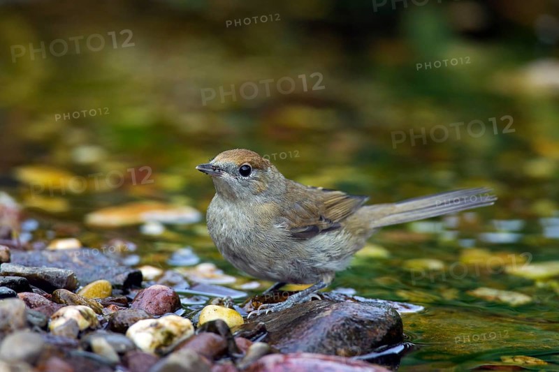 Blackcap
