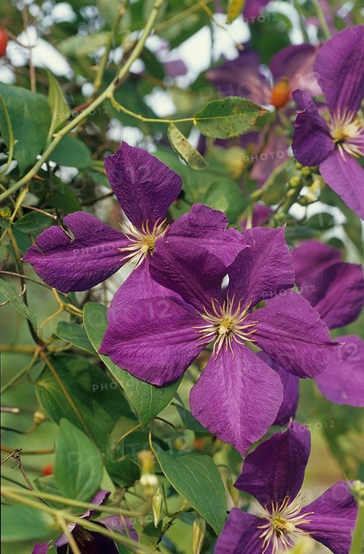 Clematis