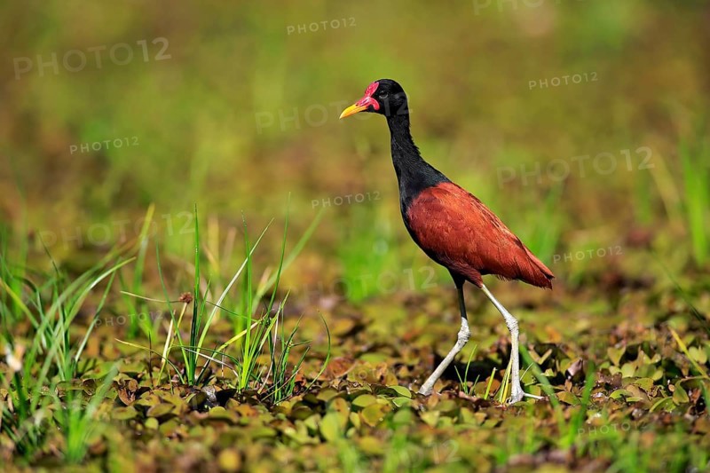Wattled jacana