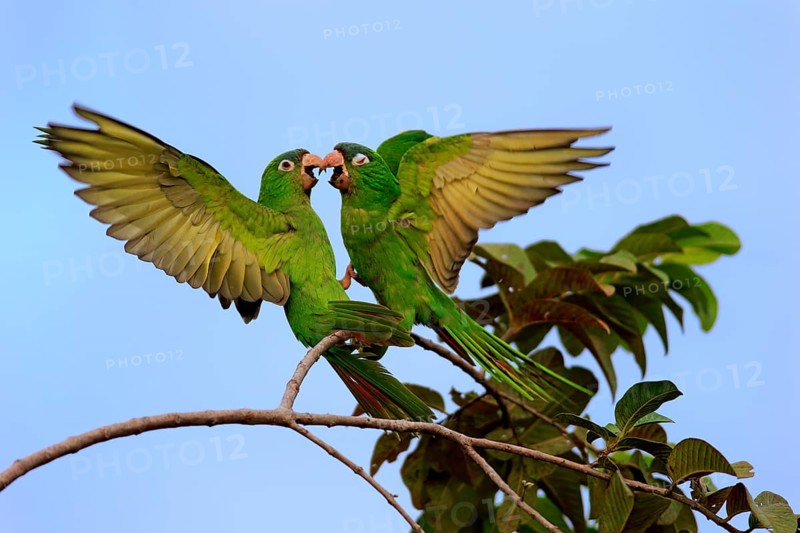 Blue-crowned Parakeet