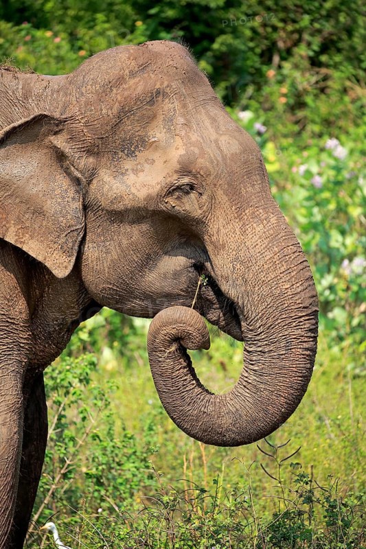 Sri lankan elephant