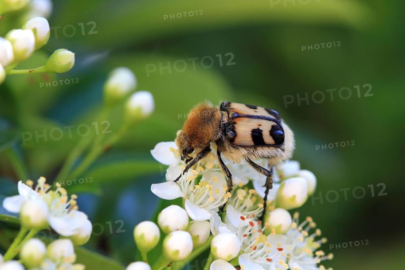 Banded paintbrush beetle
