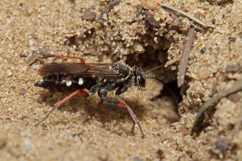 Red-legged spider wasp