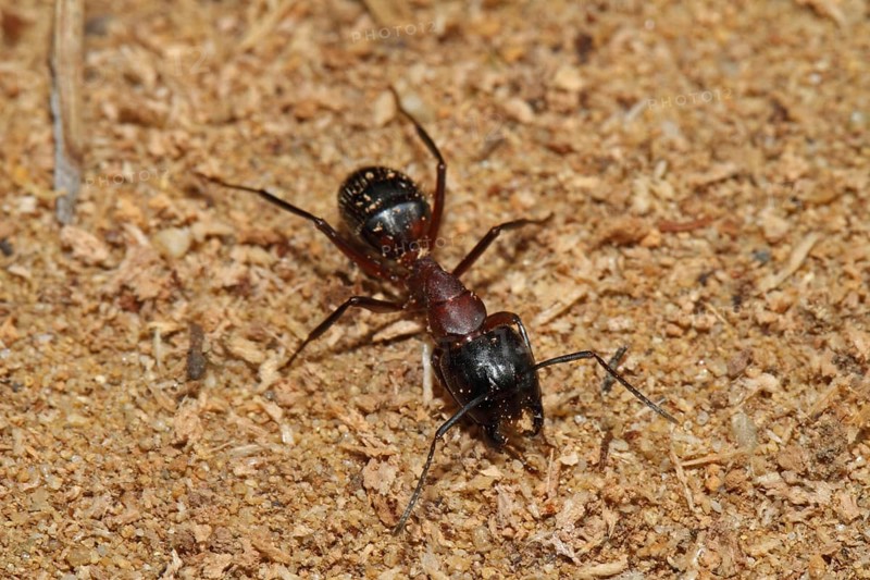 Black horse ant