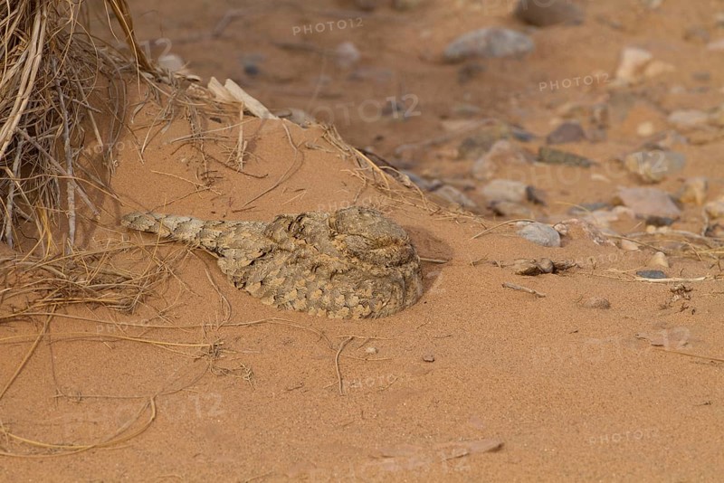 Egyptian nightjar